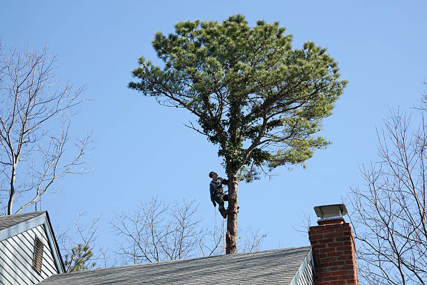 Best Arborist Consultation Services  in Vidor, TX